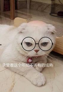 娱乐吃瓜君说刘二豆没了